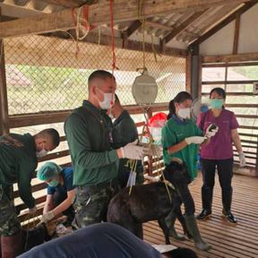 สำนักงานปศุสัตว์เขต 6 ดำเนินการถ่ายพยาธิและตรวจสุขภาพแพะ โครงการผลิตแพะพระราชทาน “เพื่อนช่วยเพื่อน” พื้นที่ภาคเหนือ รอบที่ 2/2569