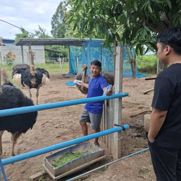 ปศุสัตว์อำเภอพิชัย  ช่วยเหลือรักษาสัตว์ป่วยในพื้นที่ อ.พิชัย