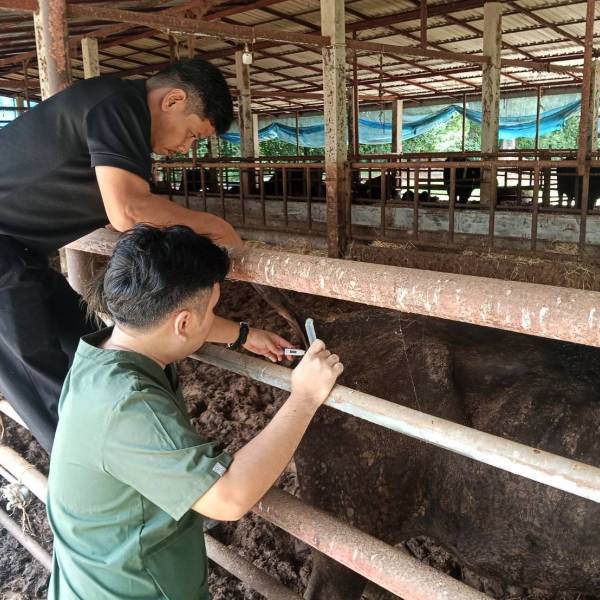 ปศุสัตว์อำเภอพิชัย  ช่วยเหลือรักษาสัตว์ป่วยในพื้นที่ อ.พิชัย