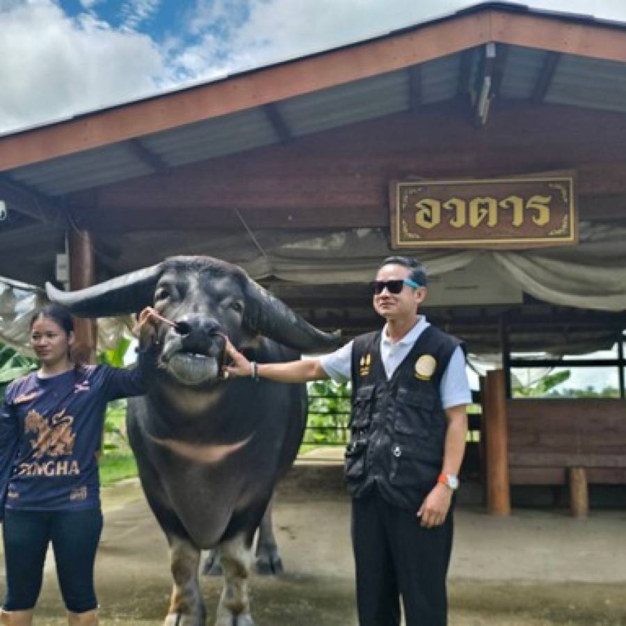 ลงพื้นที่เยี่ยมเกษตรกรผู้เลี้ยงกระบือในพื้นที่อำเภอวชิรบารมี จังหวัดพิจิตร