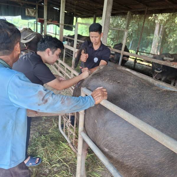 ปศุสัตว์อำเภอพิชัย  ช่วยเหลือรักษาสัตว์ของเกษตรกรในพื้นที่ อ.พิชัย จ.อุตรดิตถ์