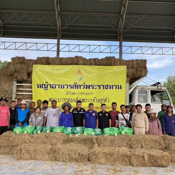 มอบหญ้าอาหารสัตว์พระราชทานช่วยเหลือเกษตรกรผู้เลี้ยงสัตว์ที่ประสบอุทกภัย อำเภอเมือง จังหวัดอุทัยธานี
