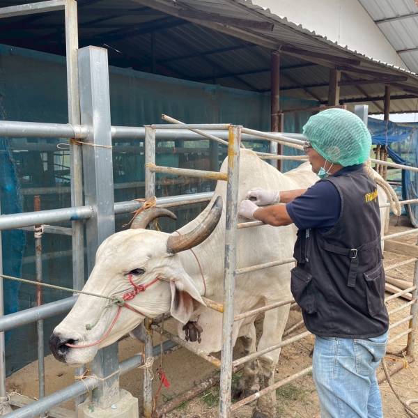 รณรงค์​ฉีดวัคซีน​ป้องกัน​โรค​ปาก​และ​เท้า​เปื่อย รอบที่​ 1/2569