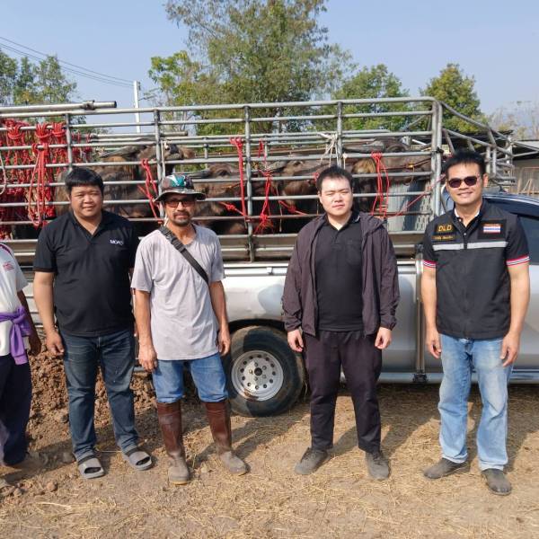 ปศจ.ตาก ส่งมอบแม่กระบือ โครงการธนาคารโค-กระบือ เพื่อเกษตรกร ตามพระราชดำริ ประจำปี พ.ศ.2569